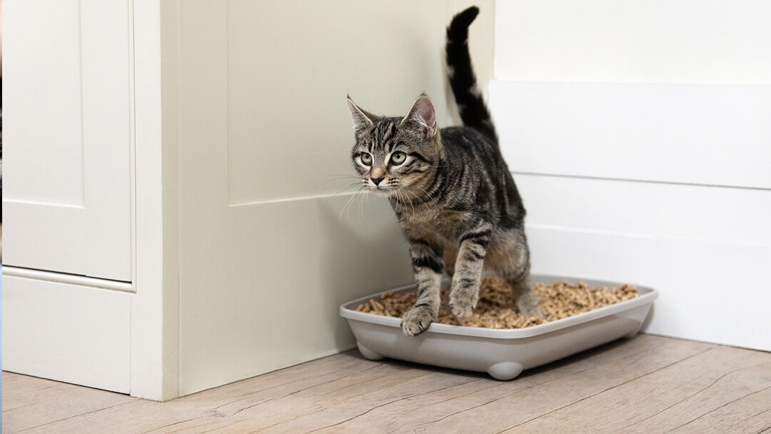 chaton dans le bac à litière