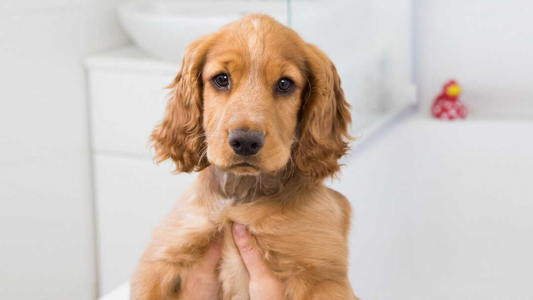 chiot détenu dans un bain