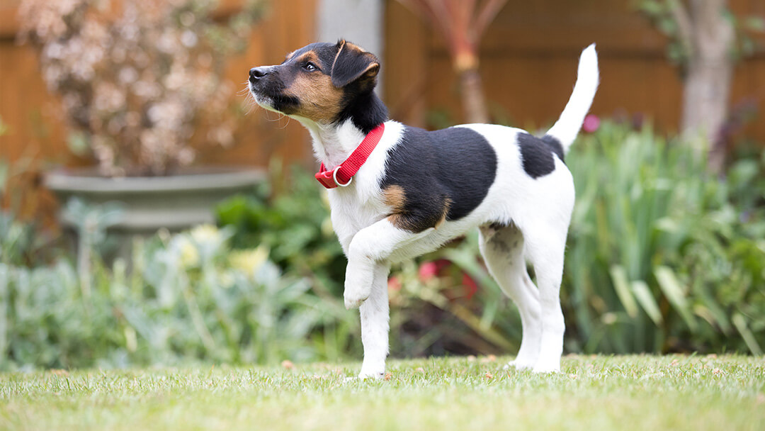 chiot heureux à l'extérieur sur l'herbe