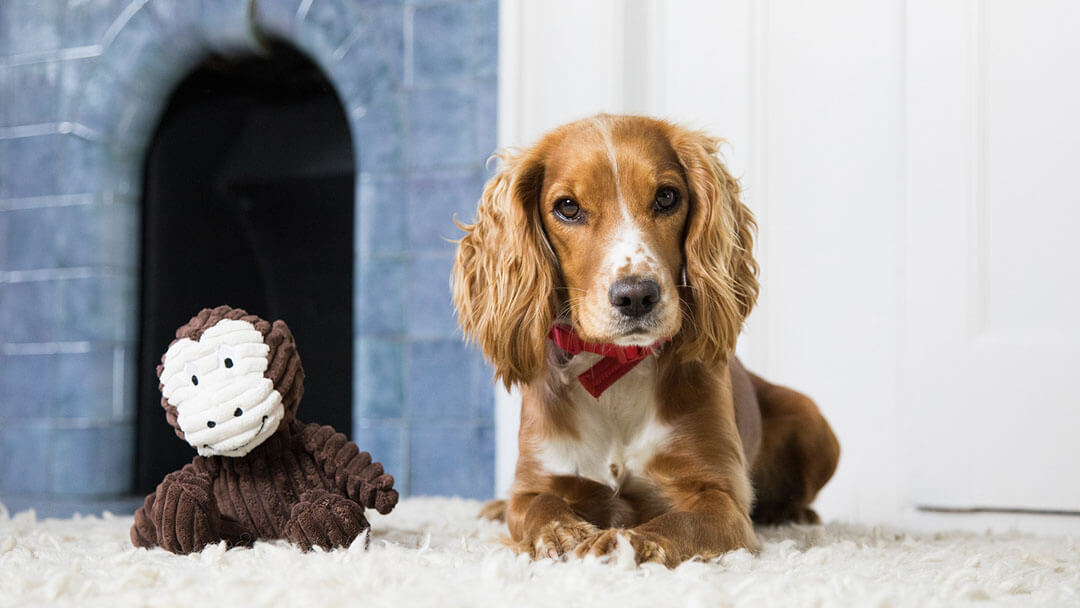 chien se détendre à la maison