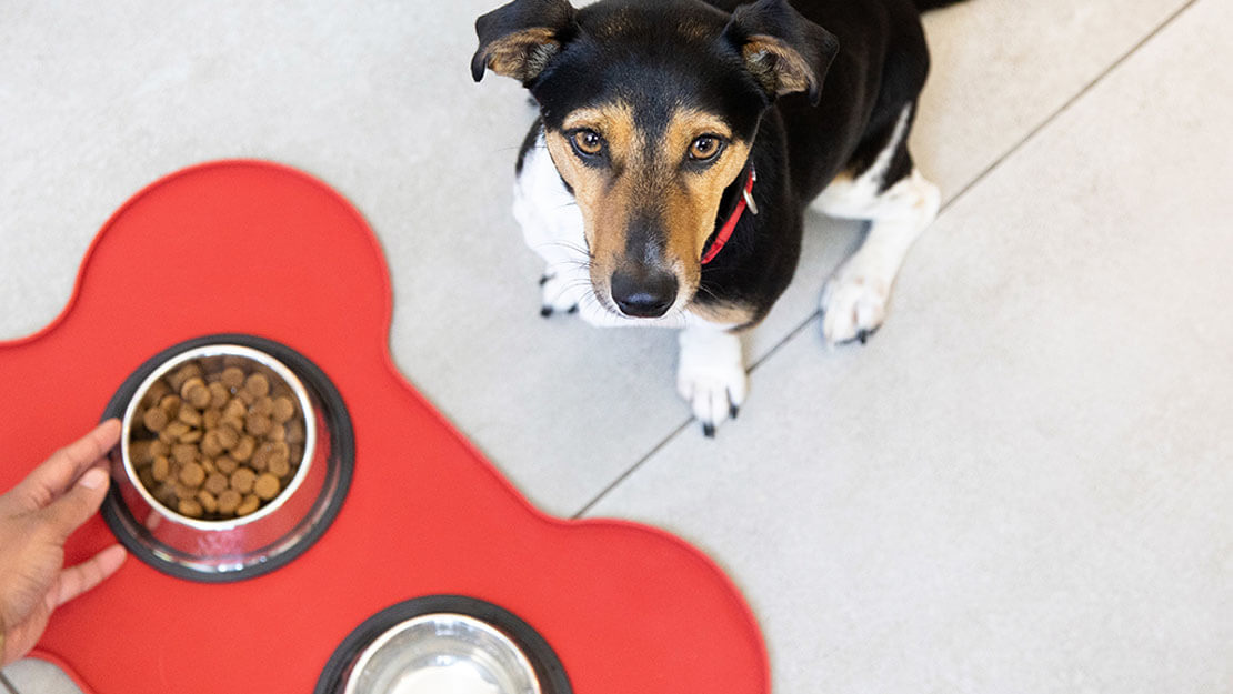 chien regardant la nourriture sèche