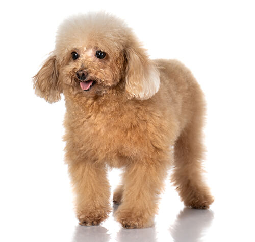 Caniche toy : information sur la race | Purina