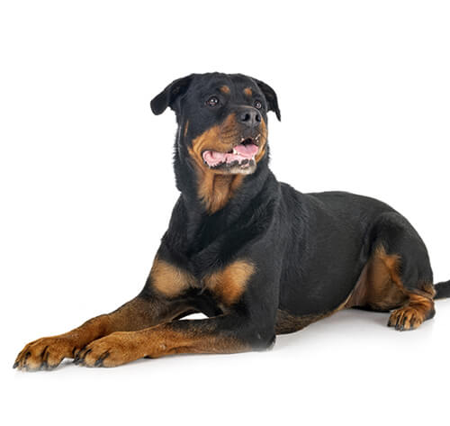 Chien Rottweiler : Information sur la race | Purina
