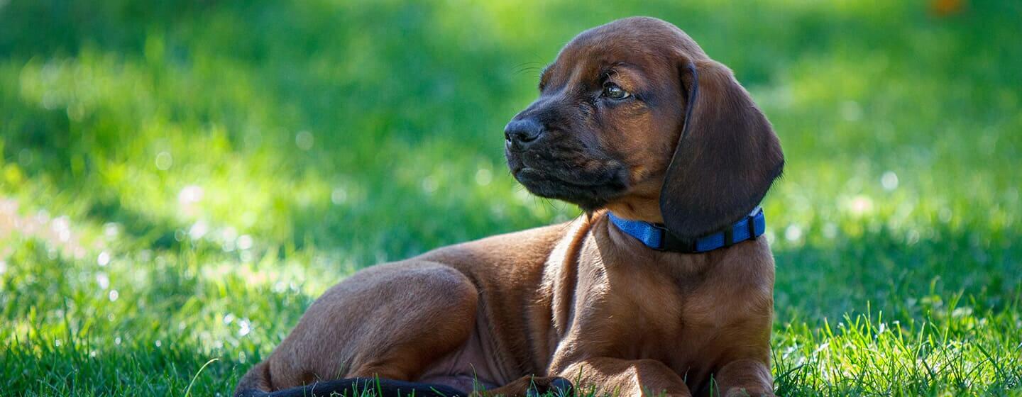 Chien assis dans l'herbe