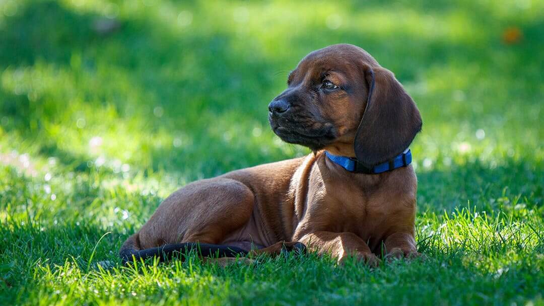 Chien assis dans l'herbe