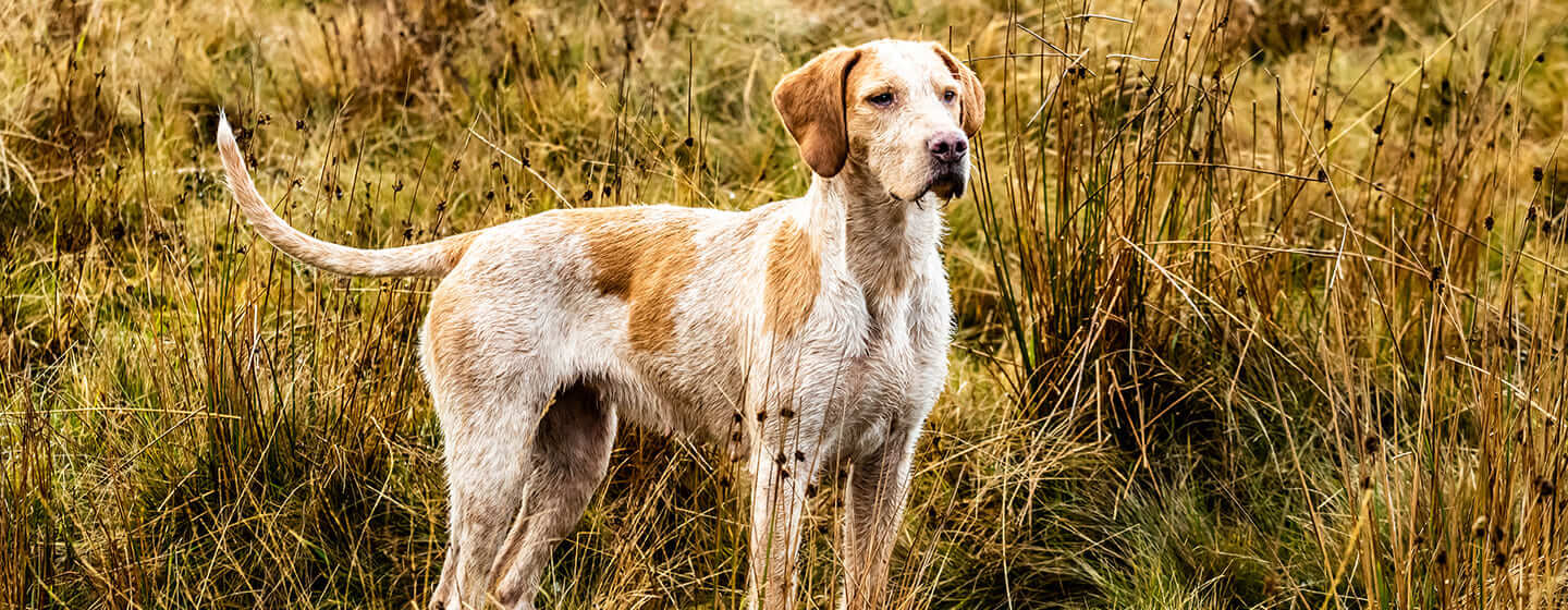 Le chien est debout sur le terrain et regarde vers l'avant