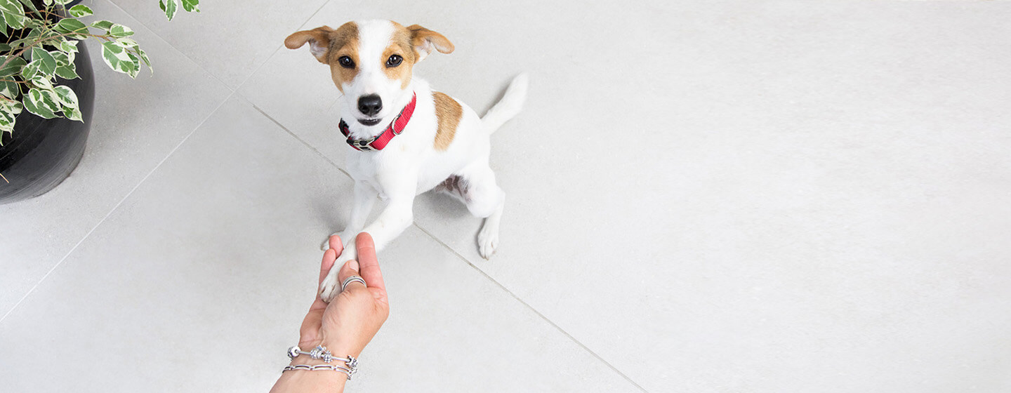 Chiot donne la patte au propriétaire