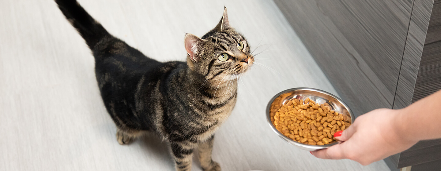 chat regardant la nourriture