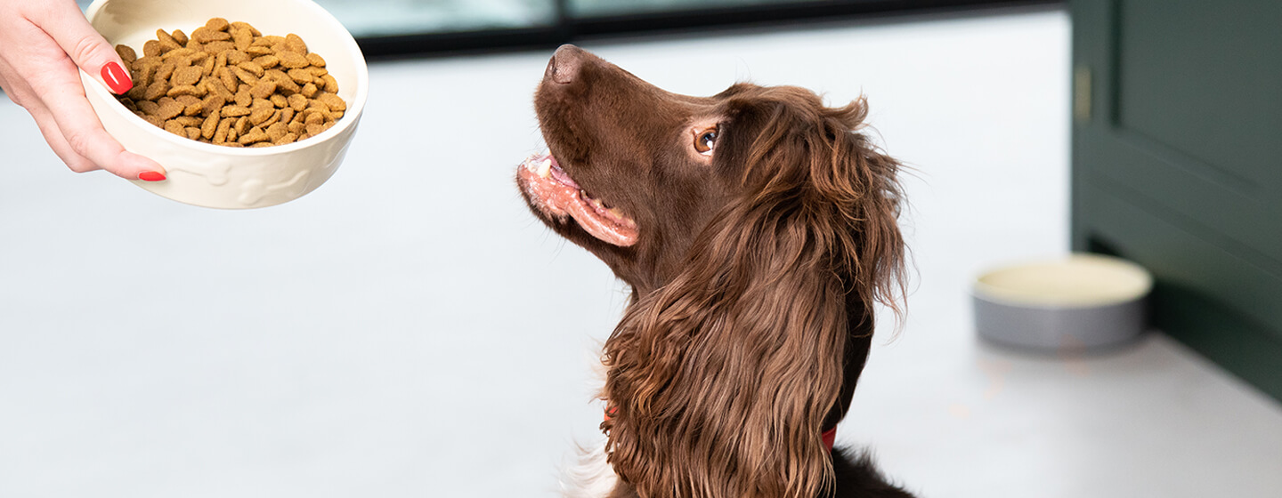 Épagneul regardant bol de nourriture pour chien