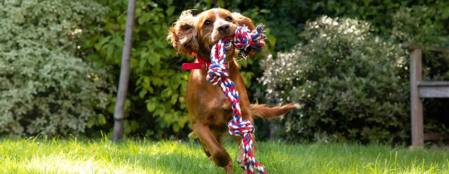 chiot épagneul appréciant les jeux de jardin