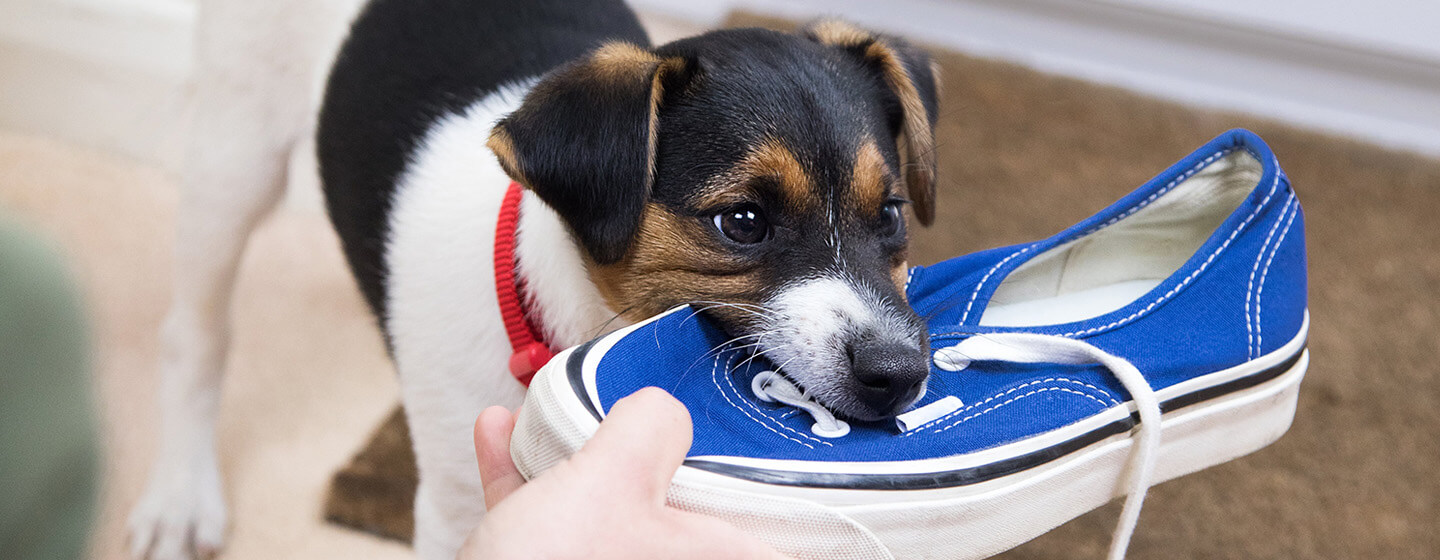 chiot mâchant une chaussure bleue