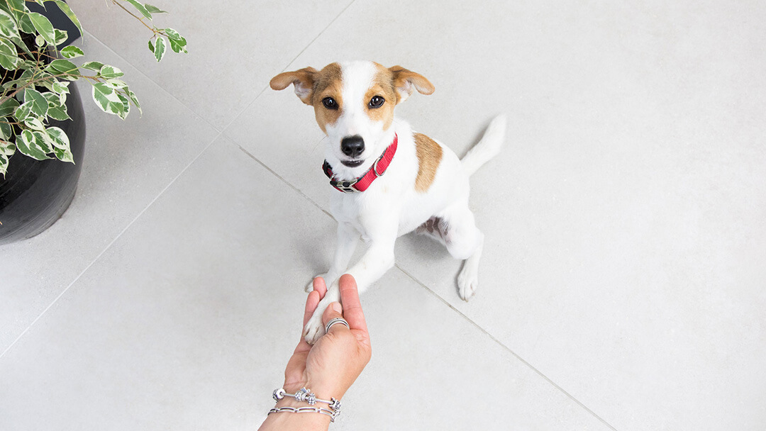 Chiot donne la patte au propriétaire