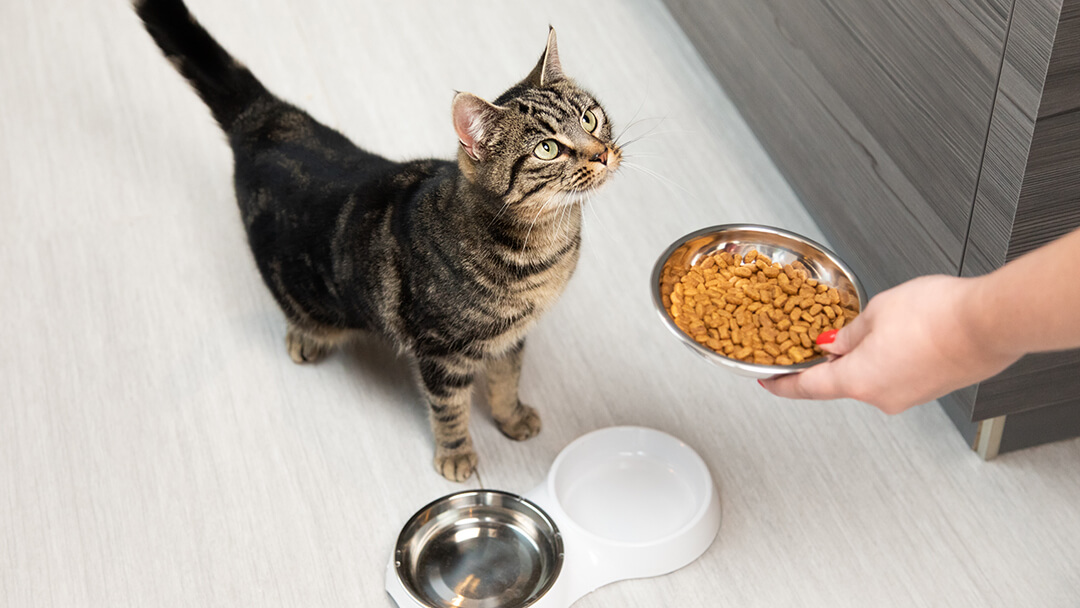 Quelle est la pâtée idéale pour les chats et les chatons ?