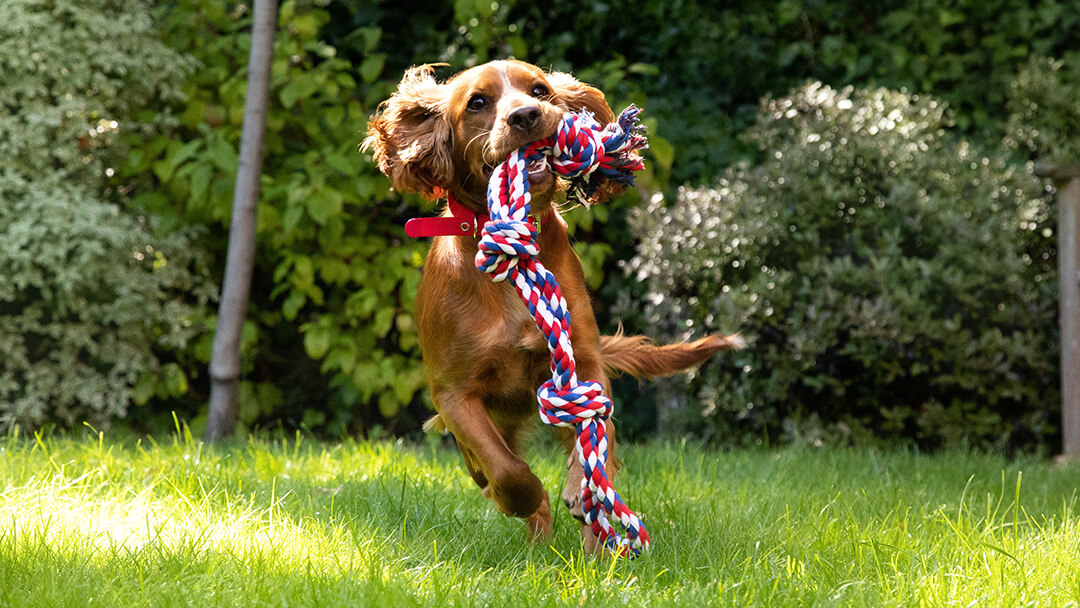 chiot épagneul appréciant les jeux de jardin