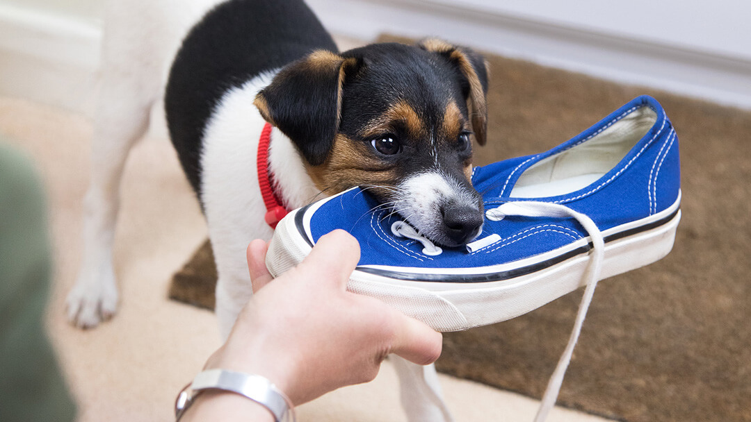 chiot mâchant une chaussure bleue