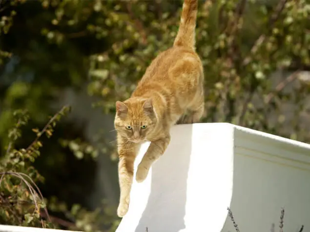 Friskies Croquettes Chat