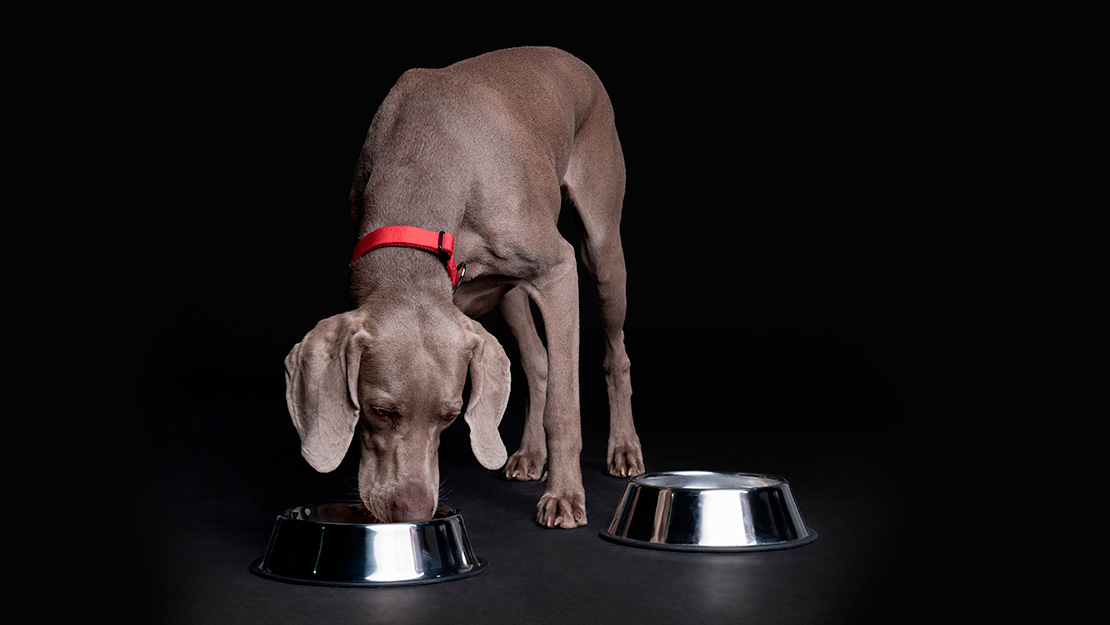 Pro Plan Veterinary Diets EN Gastrointestinal​