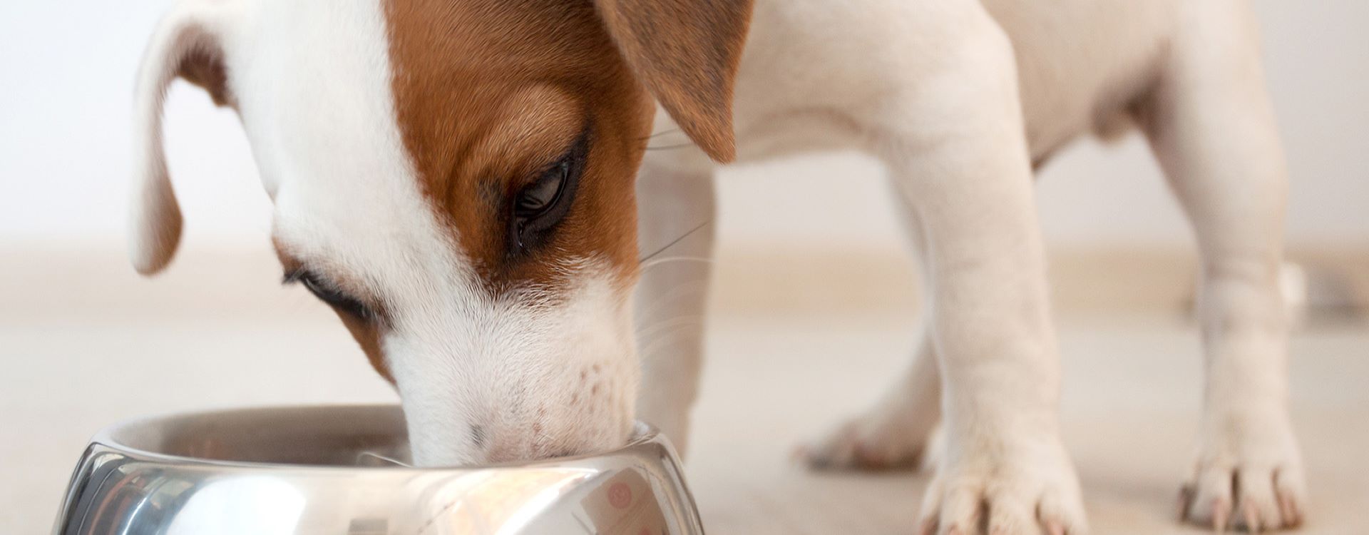 QUELLE ALIMENTATION POUR VOTRE CHIOT ?