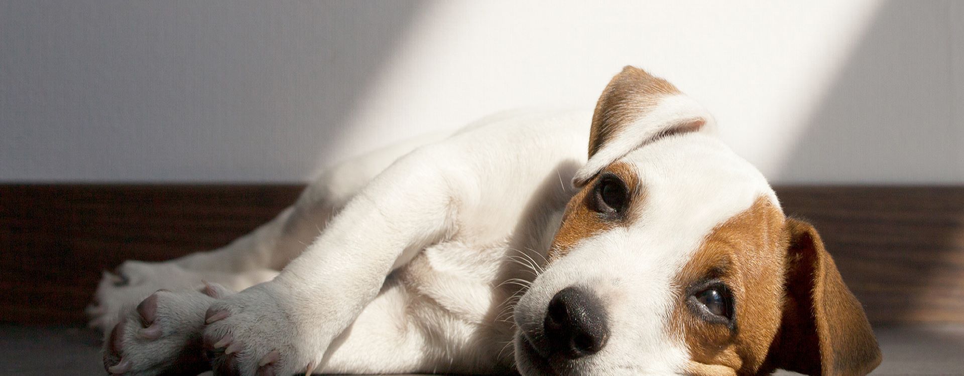 Mon chiot me suit partout : l’anxiété de séparation