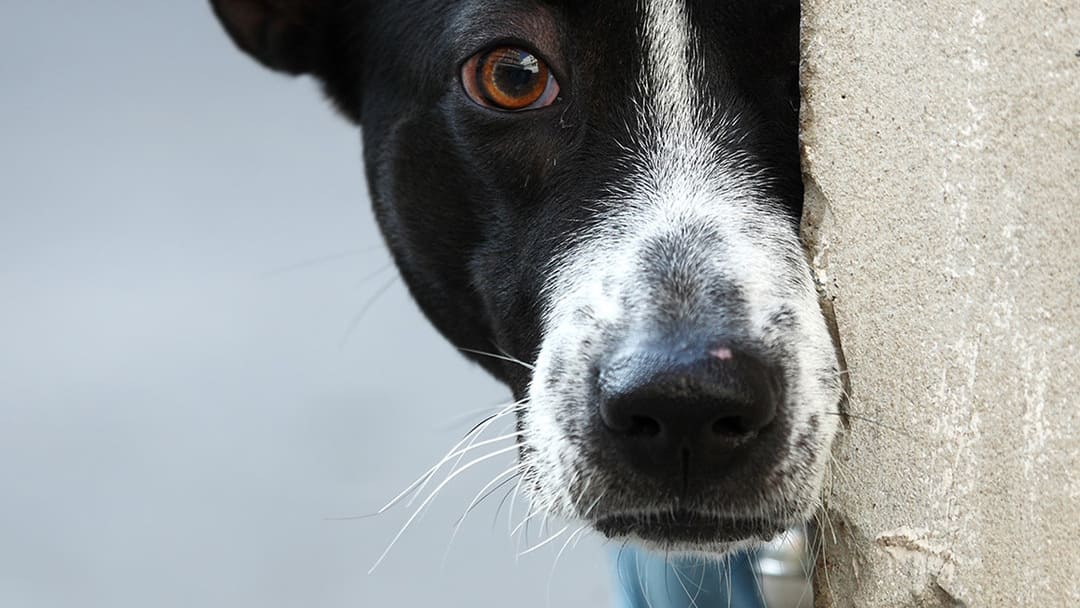 Le comportement des chiens