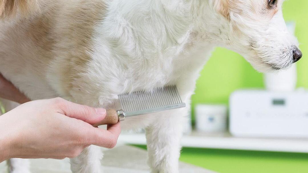 Comment déparasiter votre chiot ?