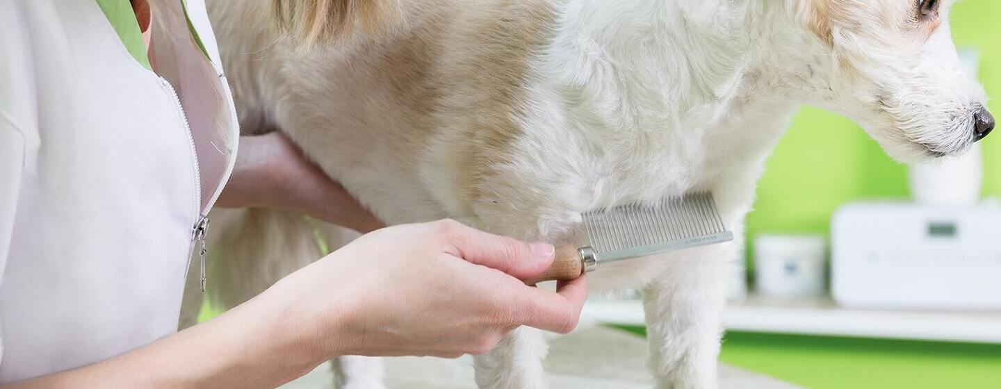 Comment déparasiter votre chiot ?