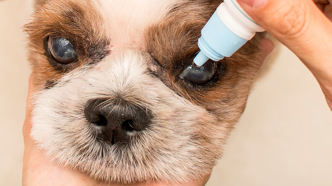 Maladies oculaires des chiens âgés