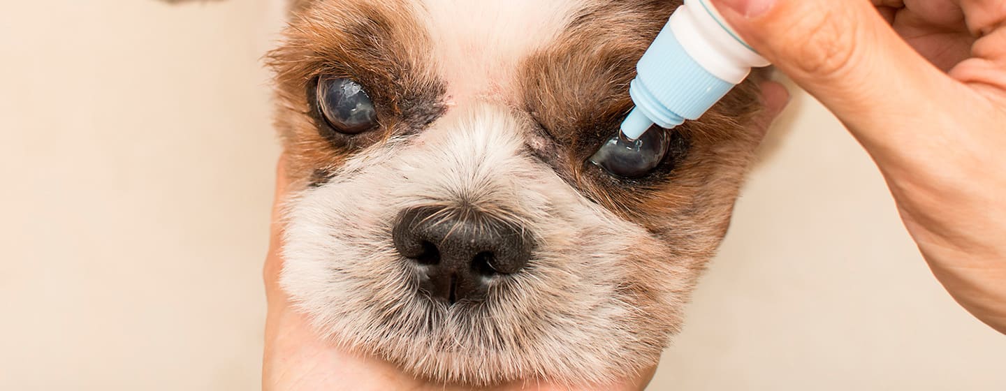 Maladies oculaires des chiens âgés