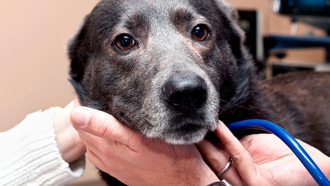 Les maladies des chiens âgés