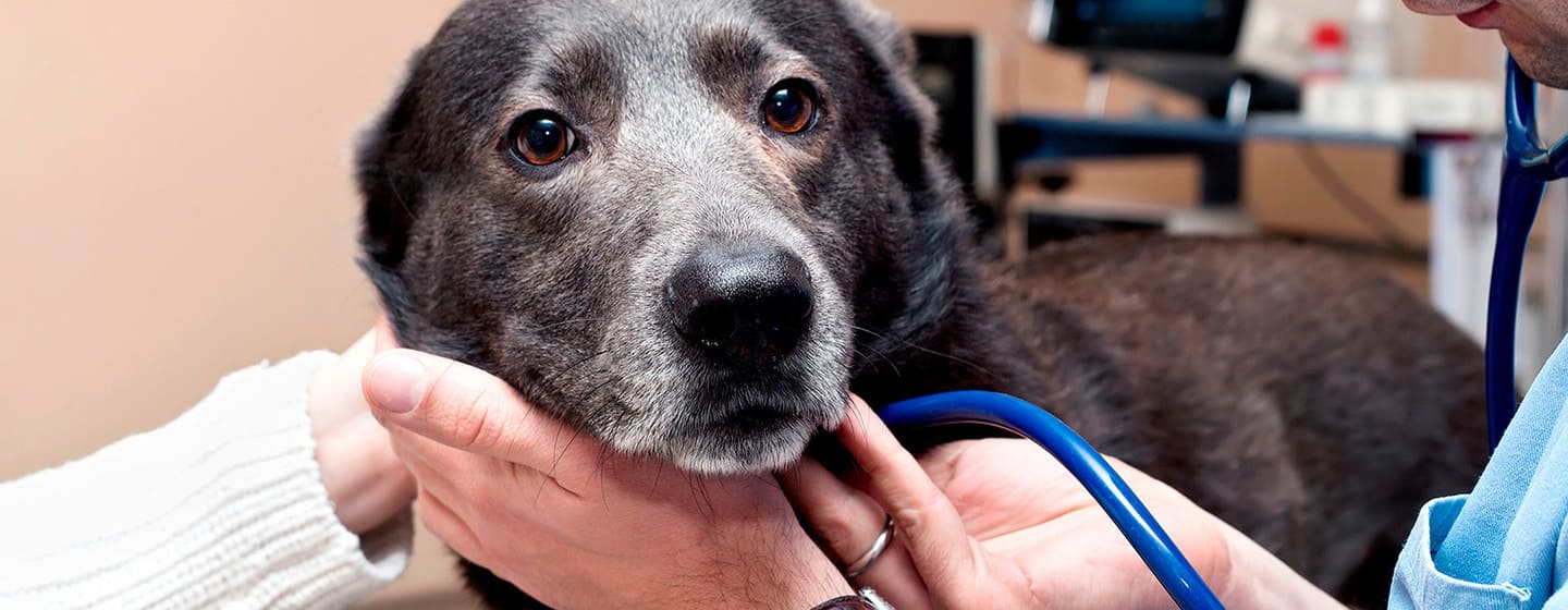 Les maladies des chiens âgés