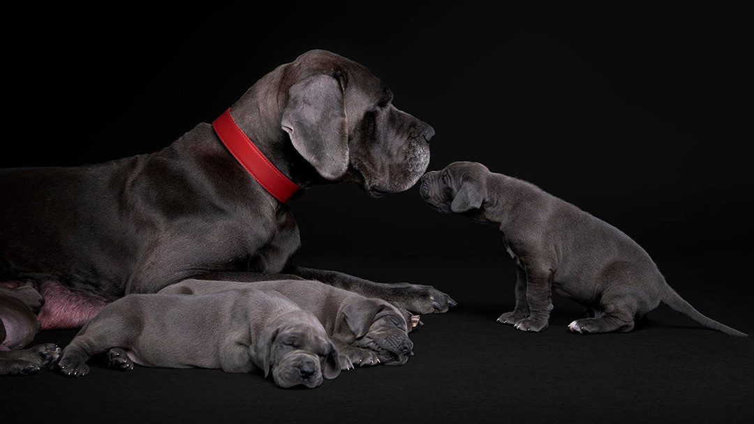 Une nutrition complete de la gestation jusqu’a l’etape de vie du chiot