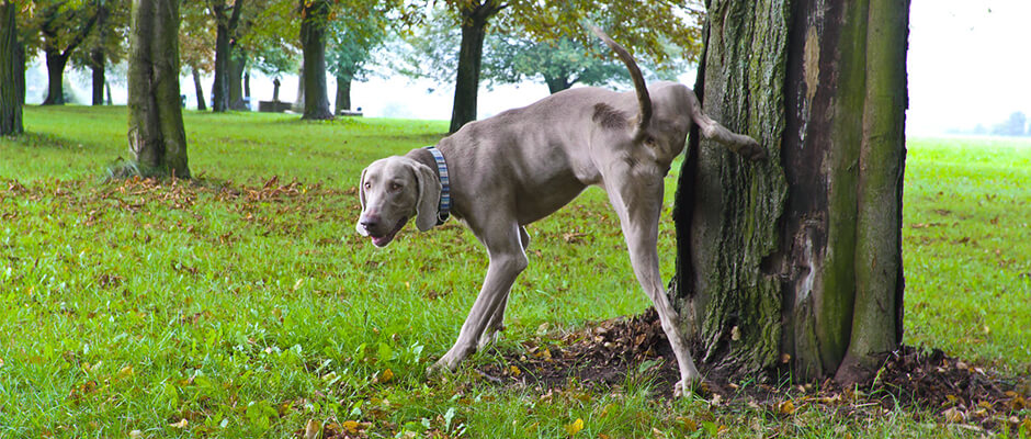 Quels répulsifs naturels contre les chiens ?