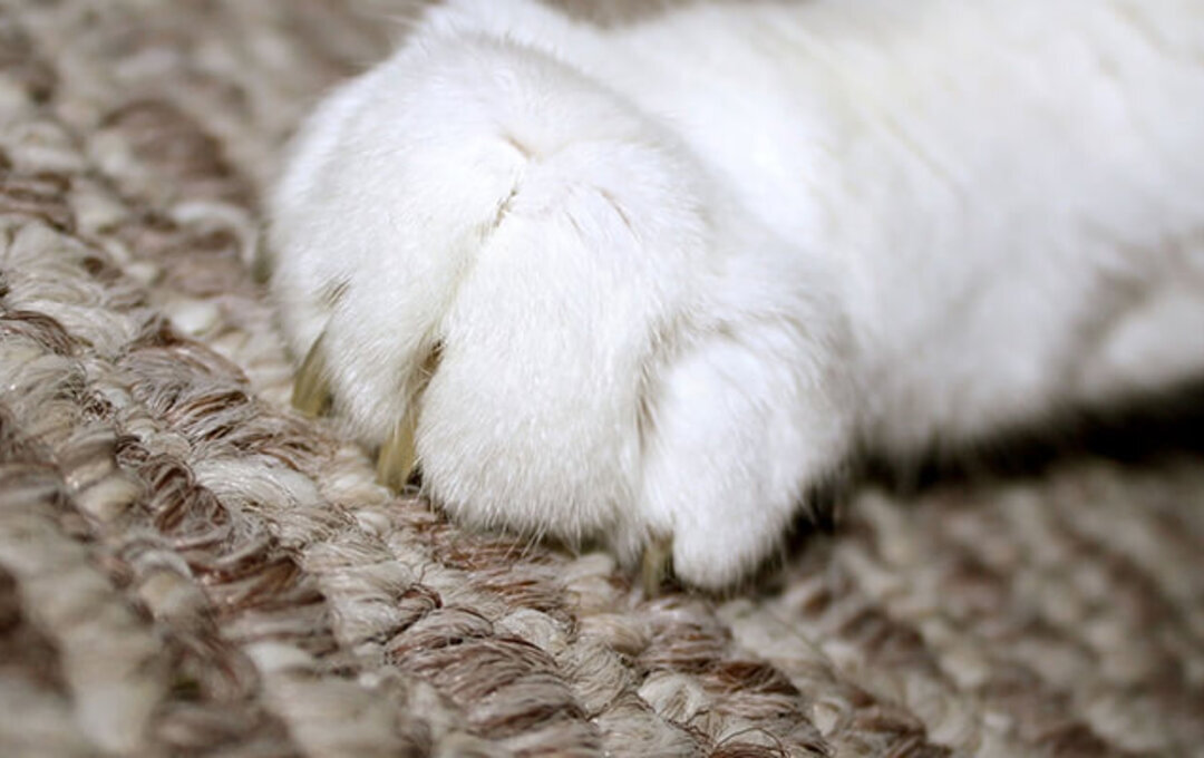 Comment empêcher un chat de faire ses griffes partout ?