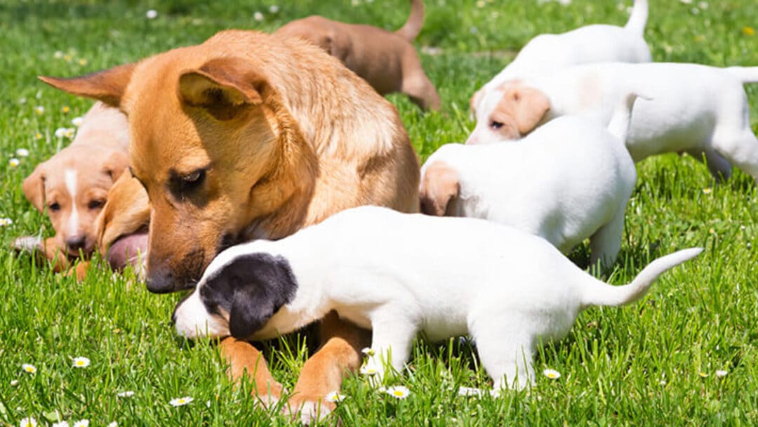 La gestation et mise-bas chez la chienne