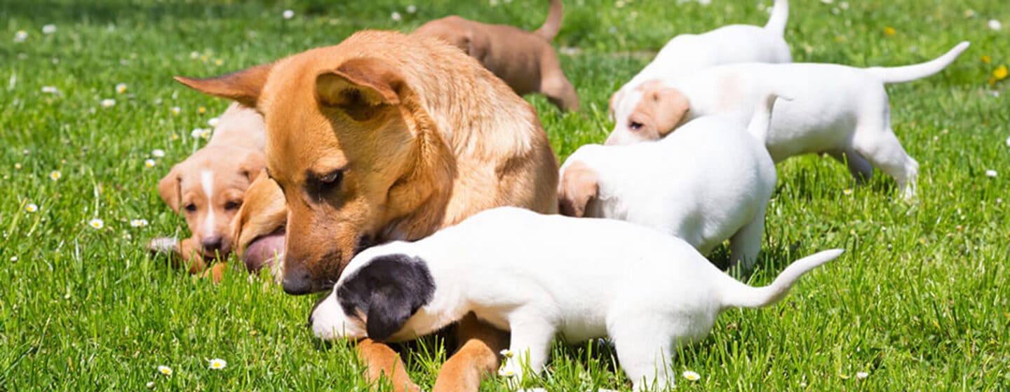 La gestation et mise-bas chez la chienne