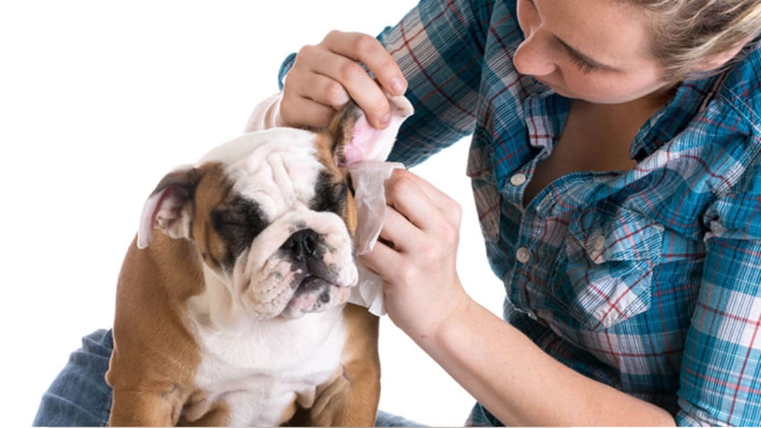 Comment nettoyer les oreilles d'un chien ?
