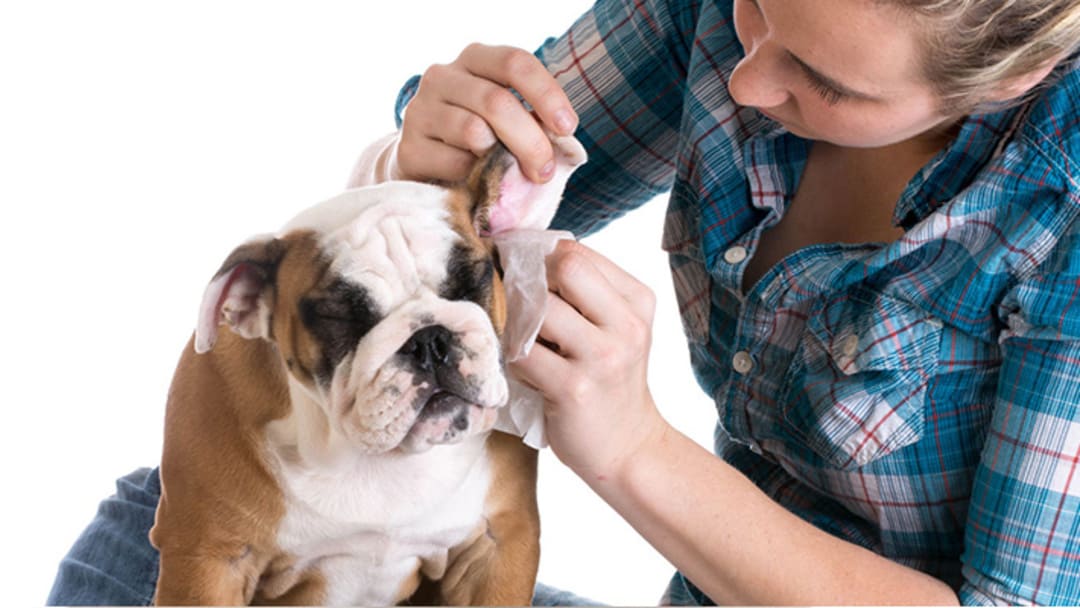 Comment nettoyer les oreilles du chien ? Conseils et bonnes pratiques