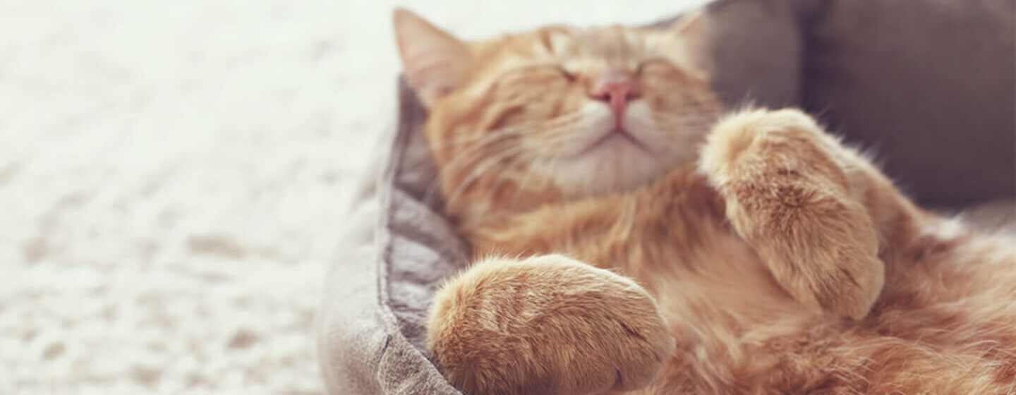 Répulsifs pour chat : 5 solutions naturelles