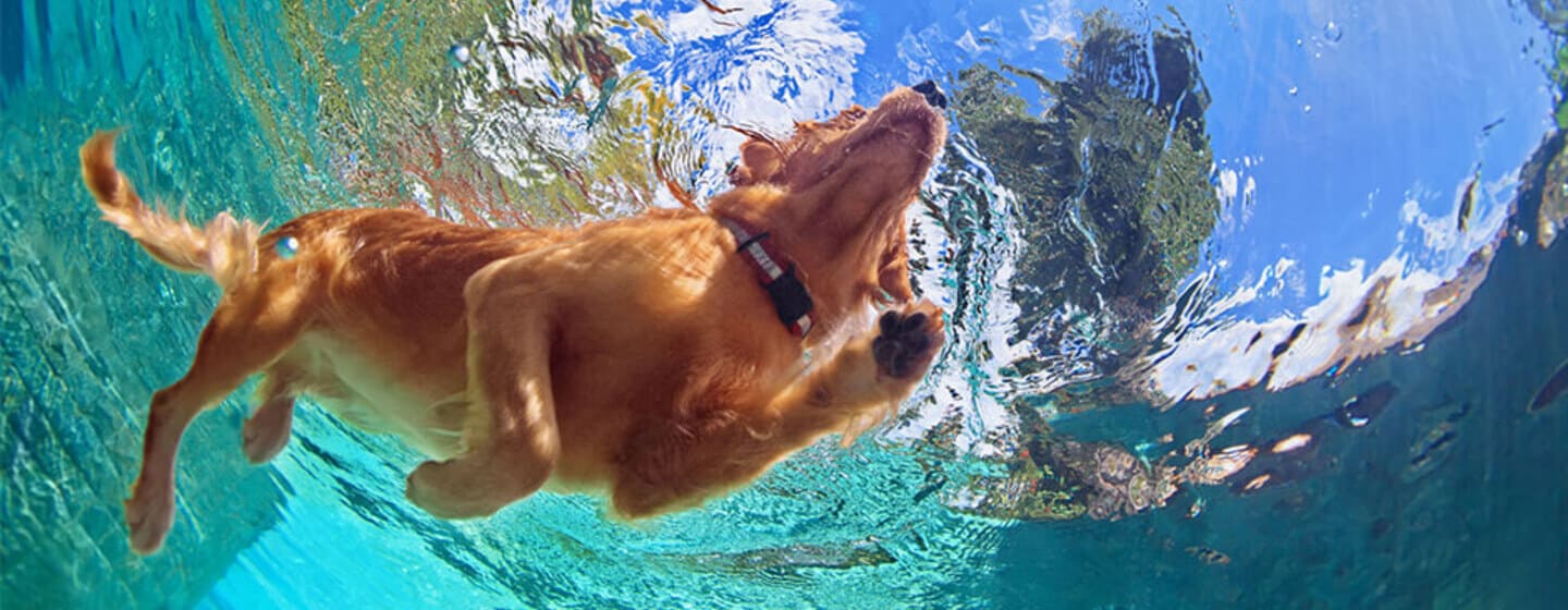 Les vacances avec un chien