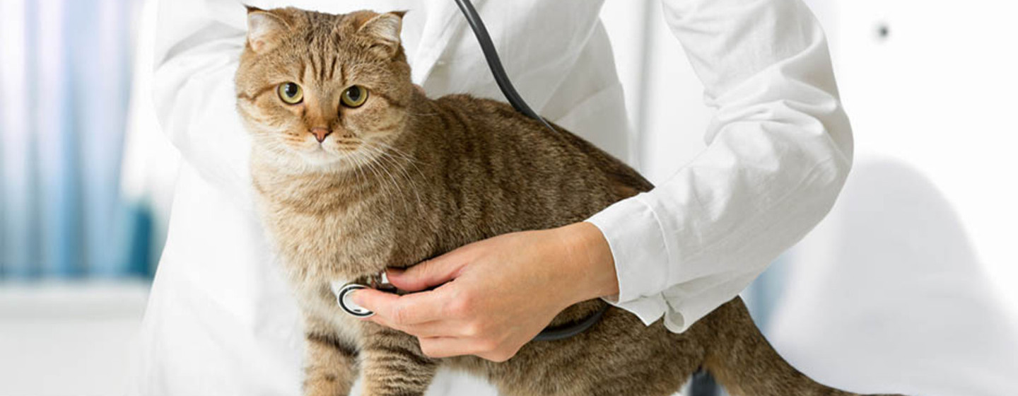 Geste de contrôle du chat