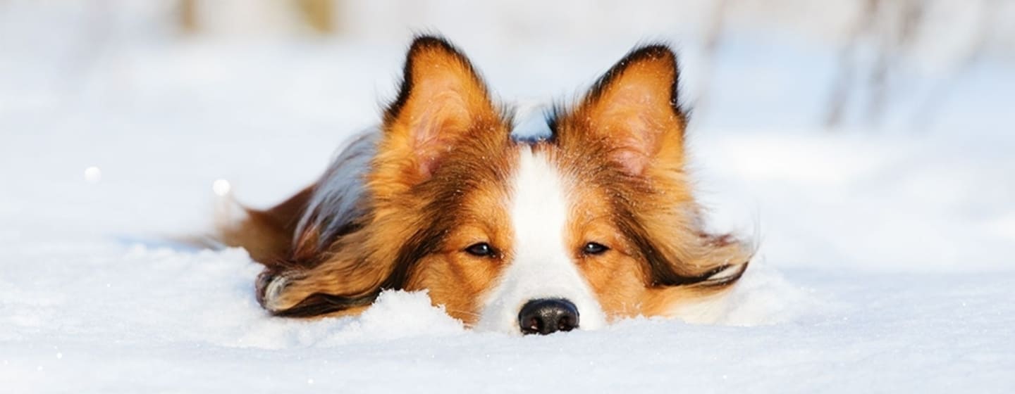 Les chiens et le froid : quels dangers ?