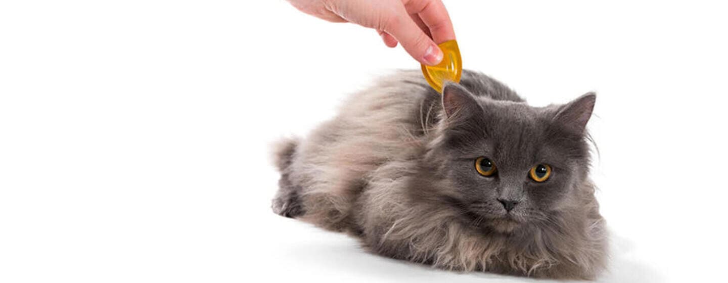 Les puces chez le chat : symptômes et traitement