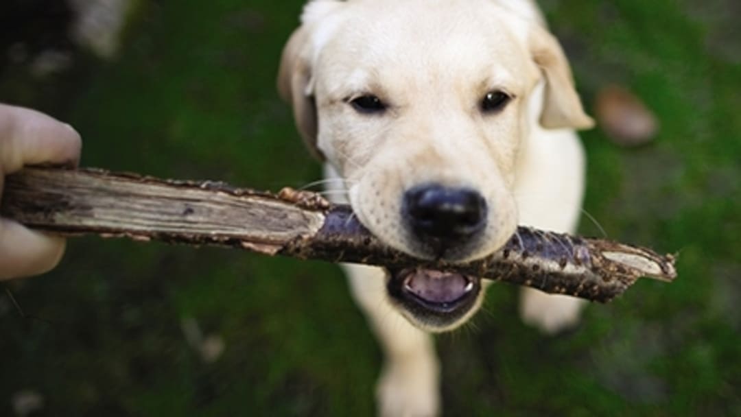 Chiens à la peau sensible : nos conseils pour une peau saine et un pelage brillant