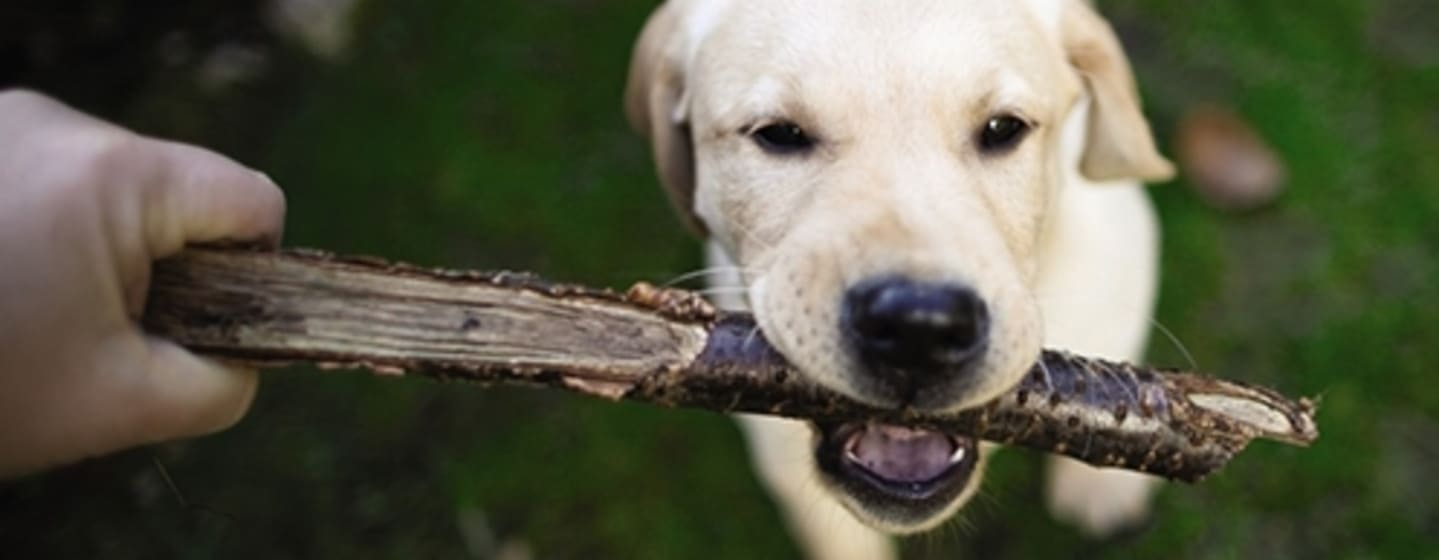 Chiens à la peau sensible : nos conseils pour une peau saine et un pelage brillant