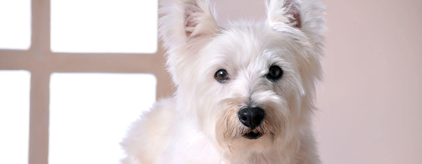 West Highland Terrier au bureau du vétérinaire