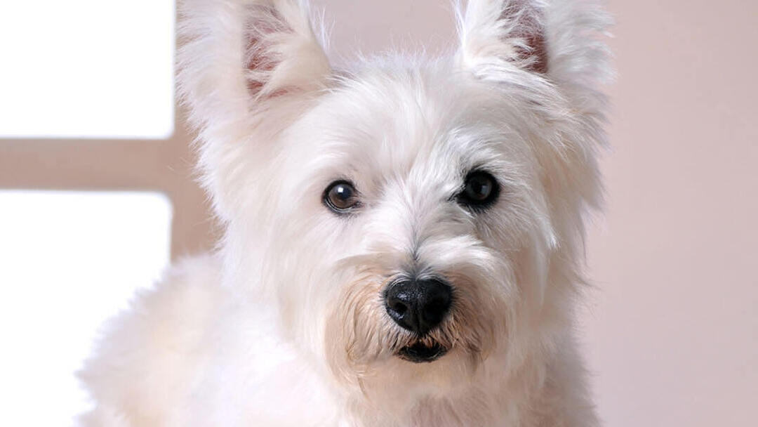 West Highland Terrier au bureau du vétérinaire