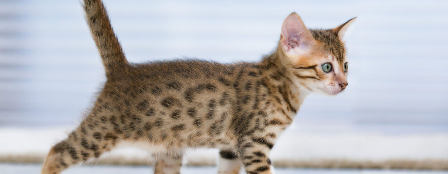 Mon chat ne mange plus : pourquoi ?