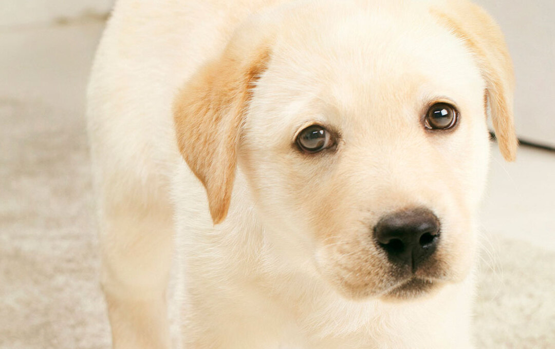 À quel moment donner un vermifuge à son chiot ?