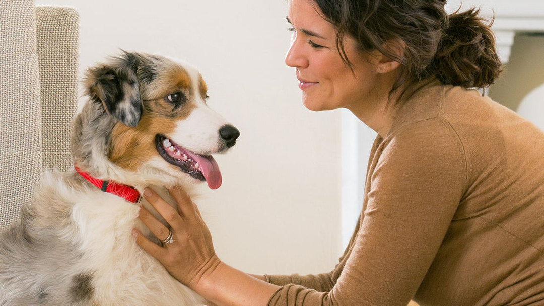 L'épilepsie chez le chien