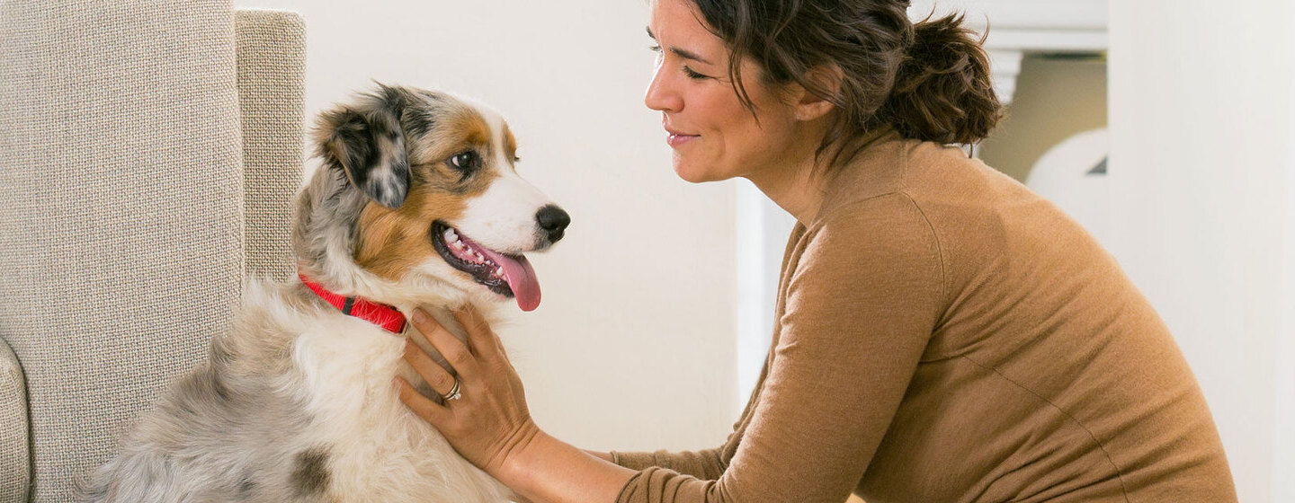 L'épilepsie chez le chien